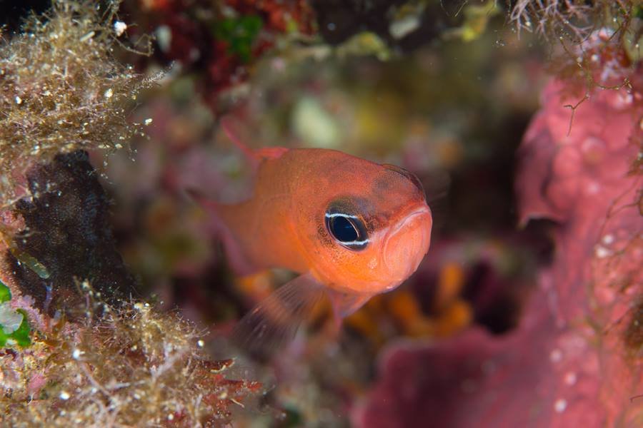 Curso de buceadores de Padi Scuba