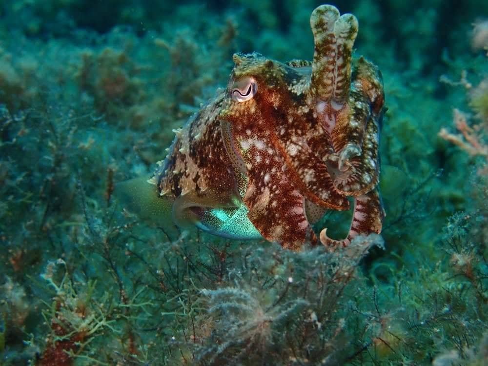 Curso de aguas abiertas de PADI