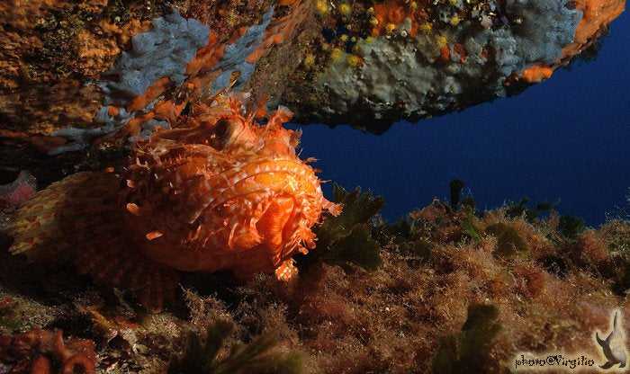 Curso avanzado de aguas abiertas de PADI